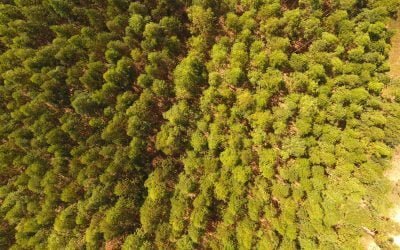Os Drones irão salvar o planeta – plantando árvores!