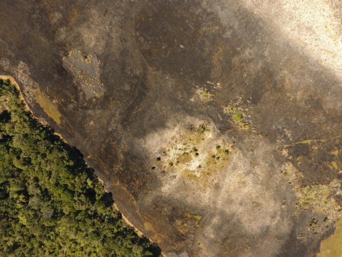 Imagem de vegetação capturada por drone